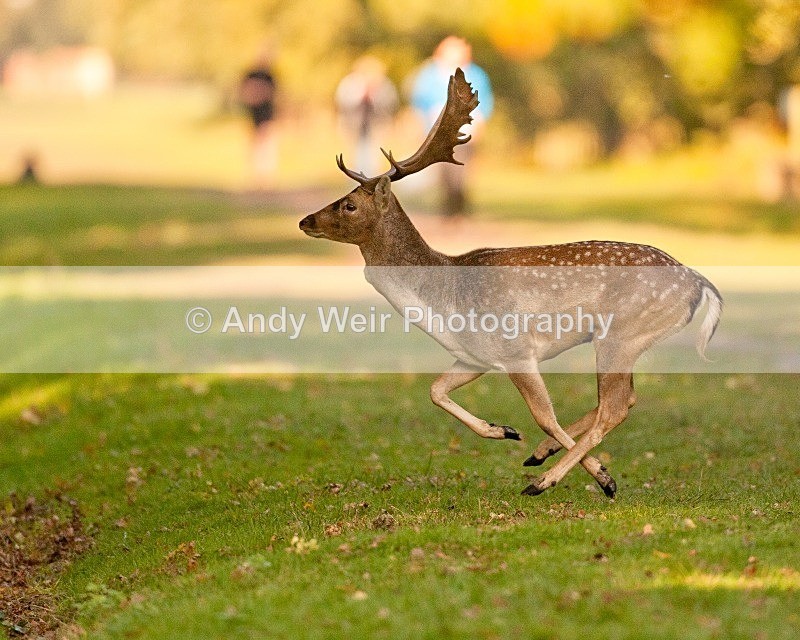 20111022-_MG_6771 - Fallow Deer