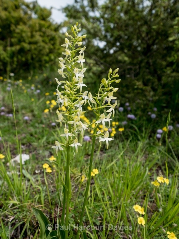 Lesser butterfly orchid (Platanthera bifolia) - Wild Orchids - 1