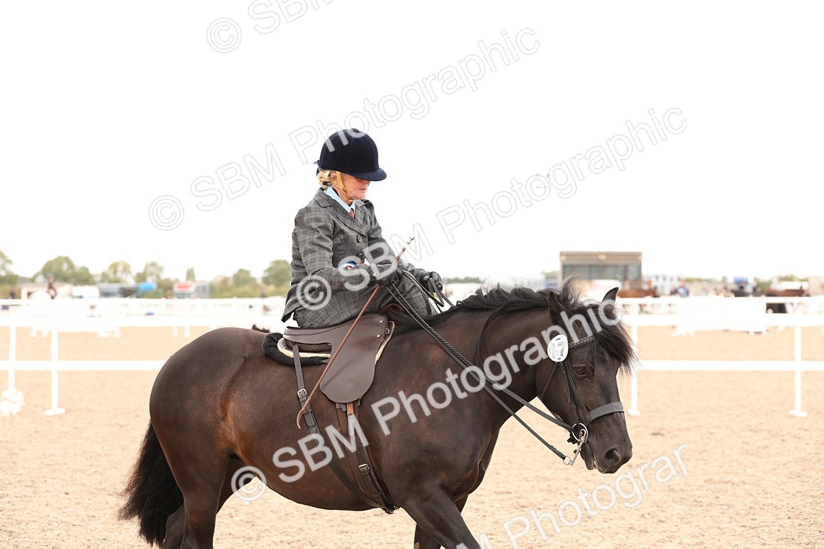 SBM_16451 - Class 211 - Best Side Saddle Horse - Pony