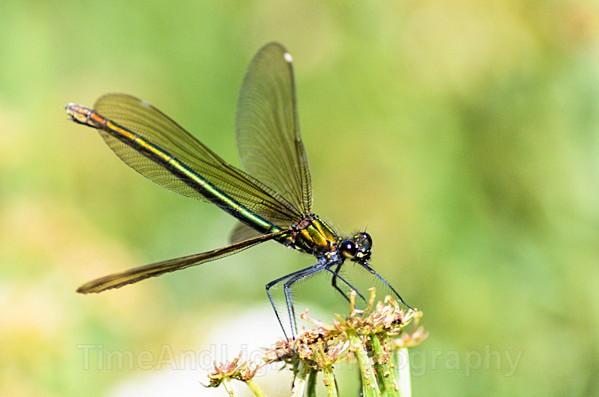Emerald Damselfly - Dragonflies & Damselflies