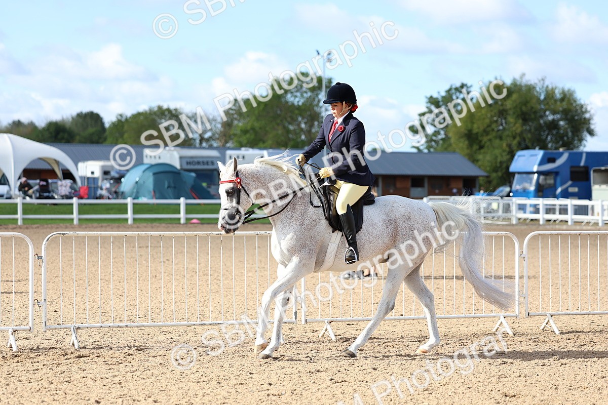 SBM_09123 - Class 303 - Ridden Pure Bred Horse Pony