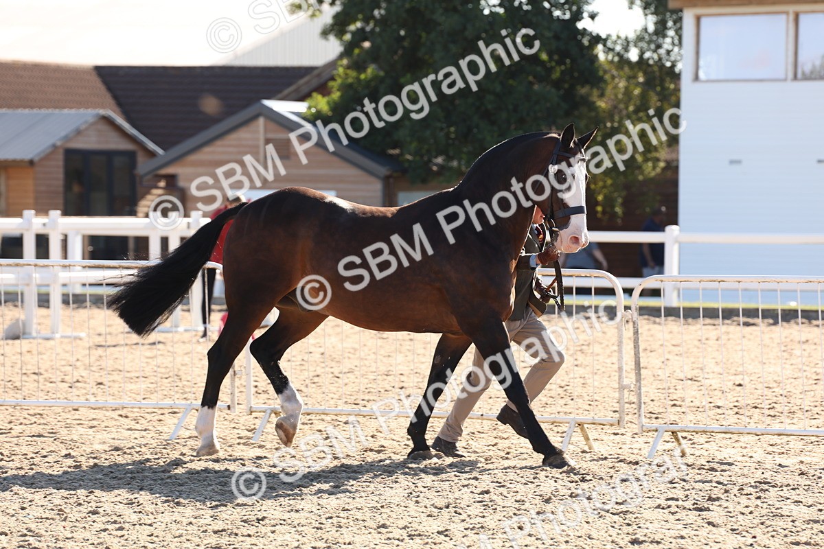 SBM_11736 - Class 204 - Young Handler 11 to 16 years