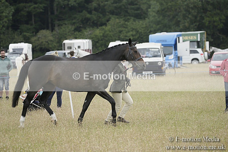 B230619-0261 - Bourne Valley Riding Club Summer Show 23/06/19