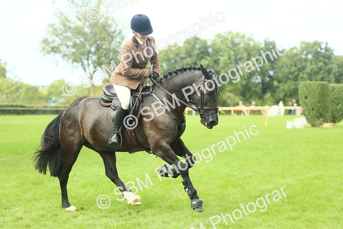 SBM_44781 - S31 - Working Hunter Pony