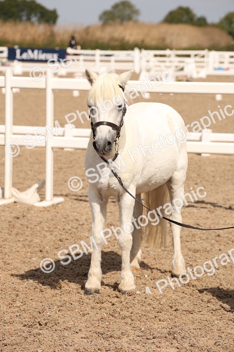 SBM_03766 - Class 19 Judge's Favourite