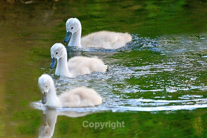Three Signets - Birds
