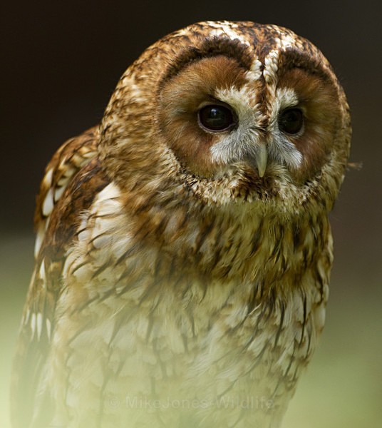 TAWNY OWL - TAWNY OWL