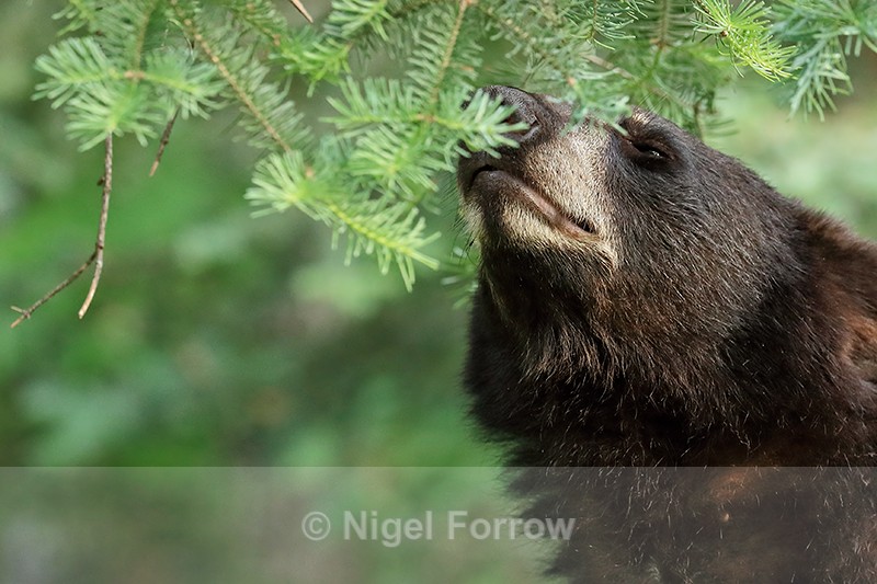Black Bear sniffs pine needles, Minnesota, USA - American Black Bear