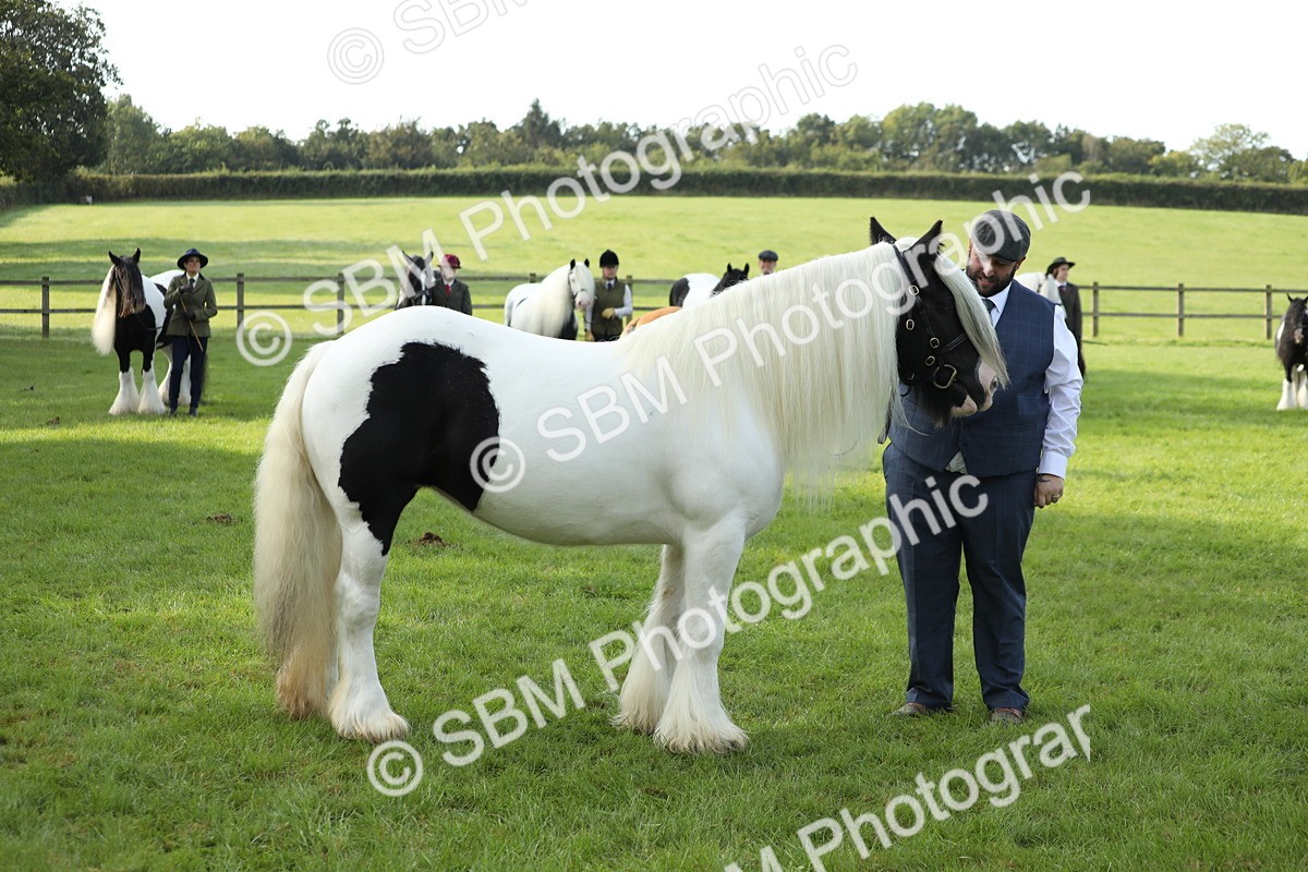 SBM_60943 - S43 - Coloured Pony In Hand