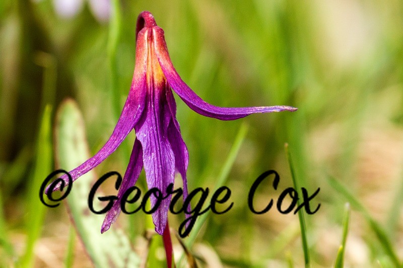 Dogs Tooth Violet - Erythronium dens-canis