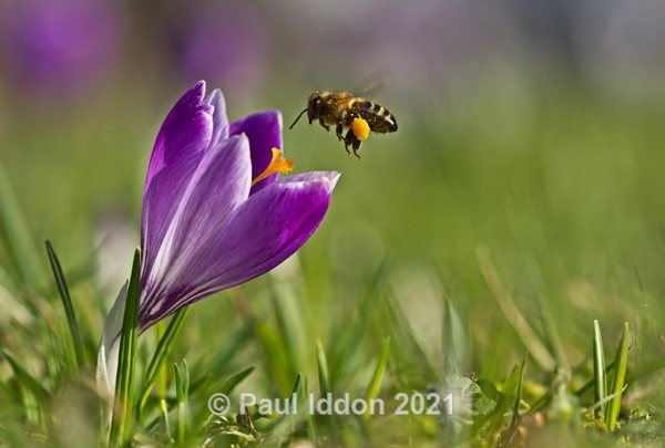 Crocus & The Honey Bee - Macro