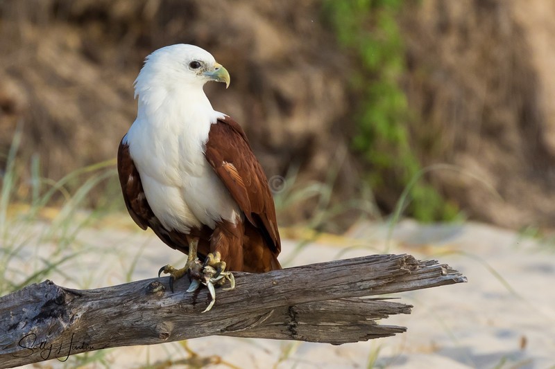 Brahminy Kite eating on beach 2