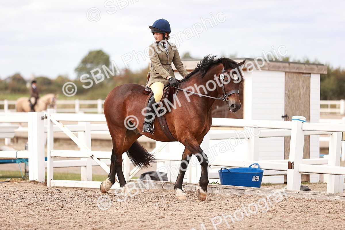 SBM_18288 - Class 417 - Handsome Gelding (IH or Ridden - JNR)