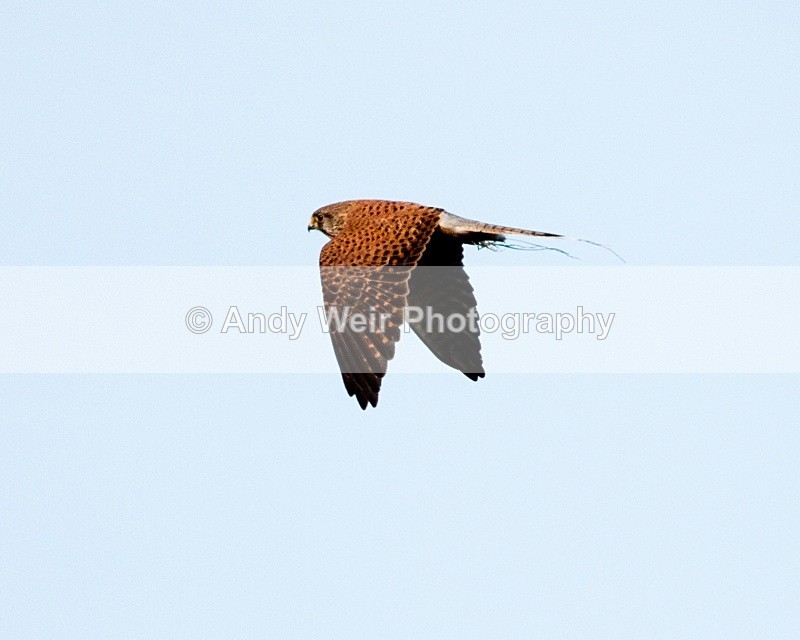 20100328-016 - Kestrel