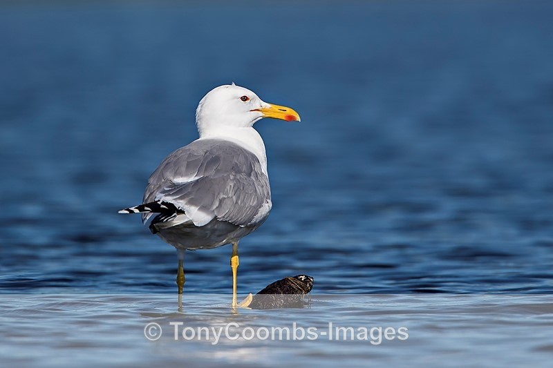 Caspian Gull - Danube Delta