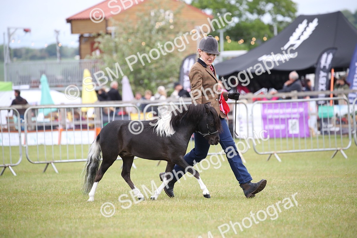SBM_03585 - Class 23-25 - British Miniature Horse of the Year