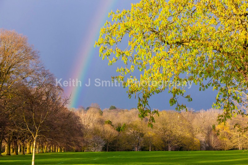9SKJ2984 - Trees in Abington Park
