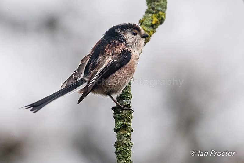 Long-tailed tit (Aegithalos caudatus) - Nature