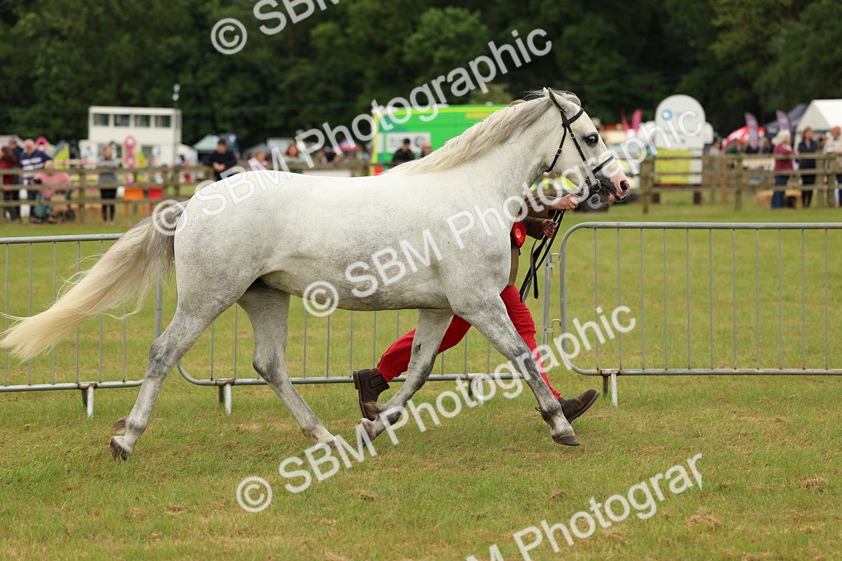 SBM_04284 - Class 64-67 - Shetland Pony In Hand