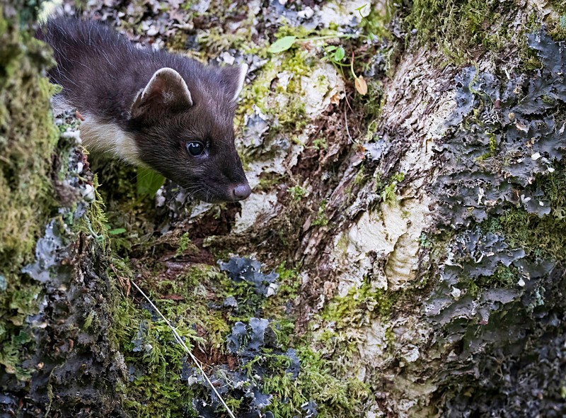 Pine Martin, Ardnamurchan, Scotland - PINE MARTENS