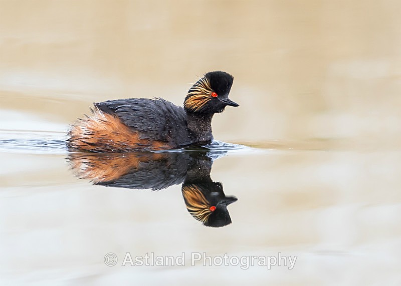 Astland Photography, Bird and Wildlife Images, Susan and Peter Wilson, U.K.