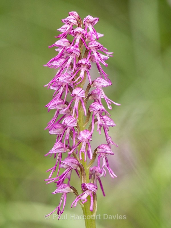 Orchis x bergonii = Orchis anthropophorum x Orchis.simia hybrid - Wild Orchids - 2