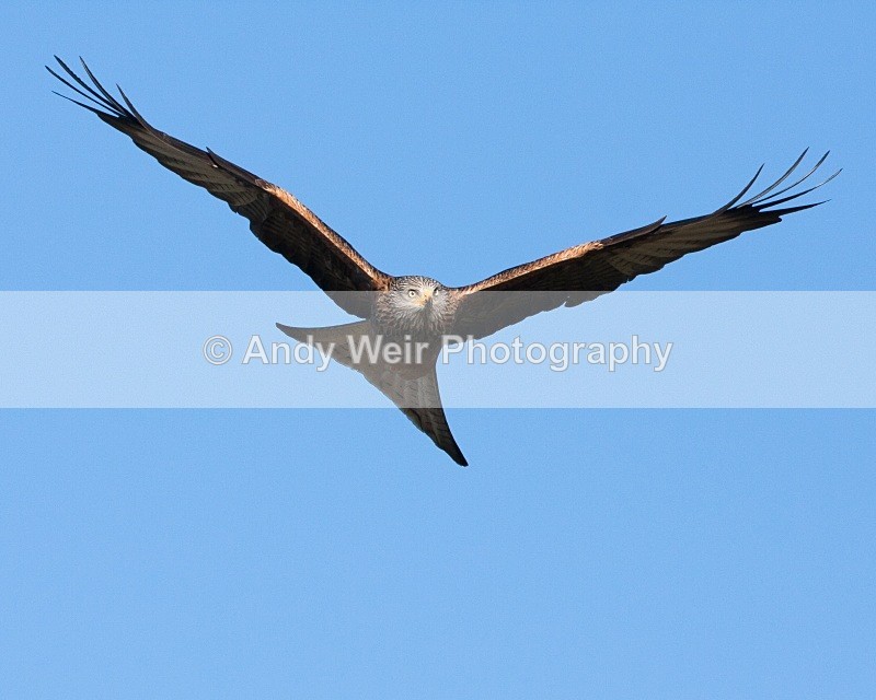 20100130-156 - Red Kite