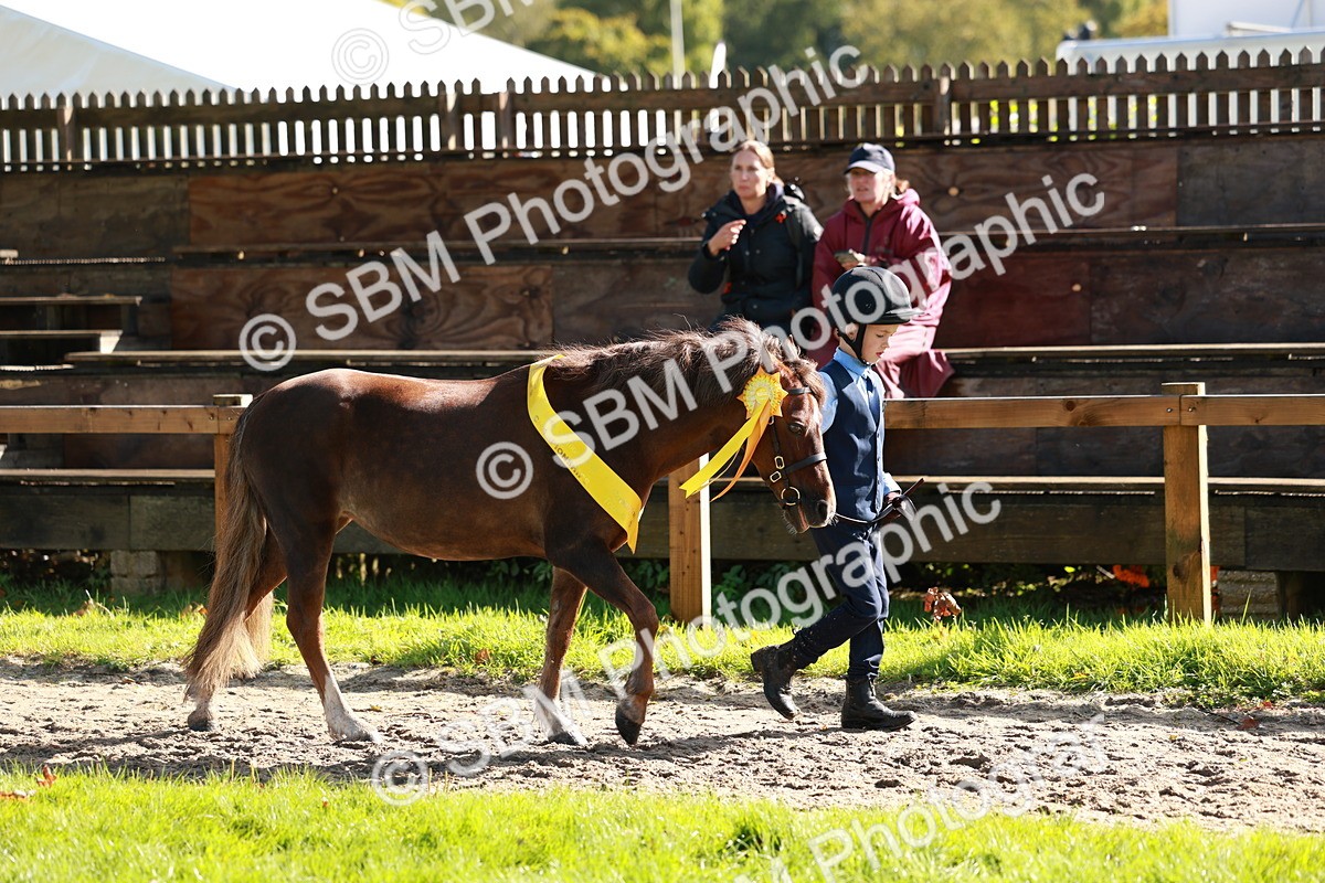 SBM_42087 - S32 - Mountain & Moorland Working Hunter Pony