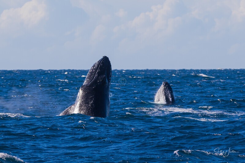Double Head Lunge 2. 0A3A1697 - 2025 Whales