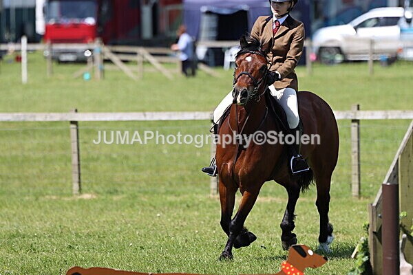 IMG_3742 - Working Hunter