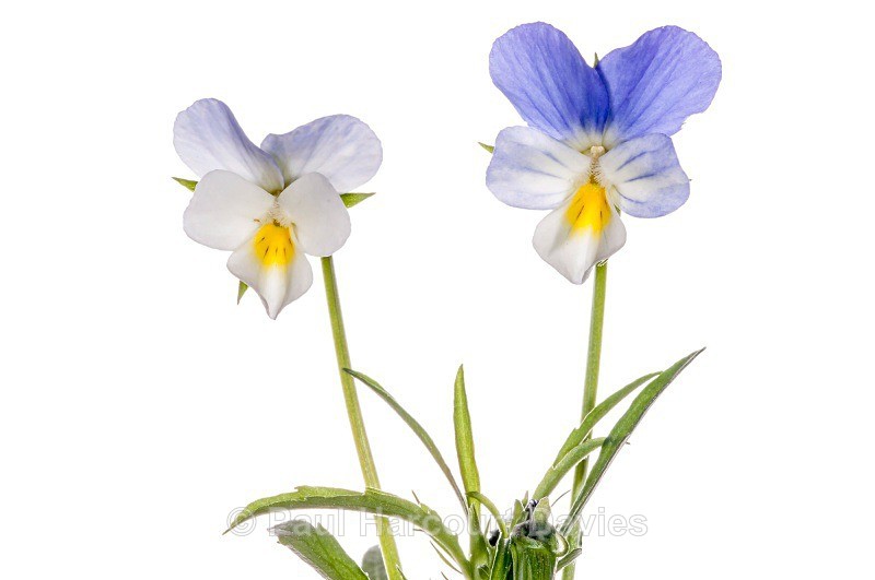 Field Pansy (Viola arvensis) - Plants - WB