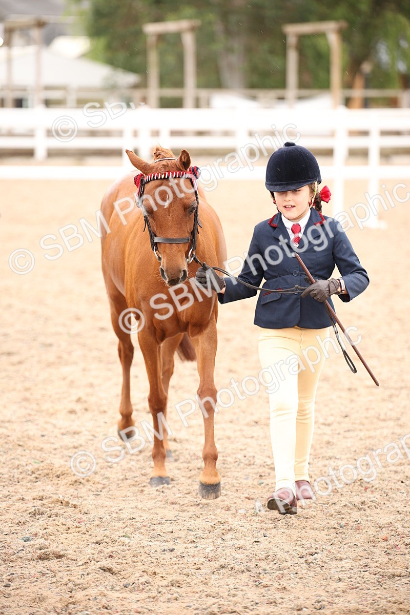SBM_20110 - Class 702 - IH  Show Horse Pony