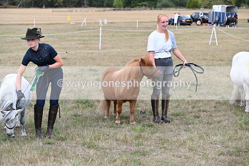 WJ6_7160 - Class 21 Shetland & Mini Horses
