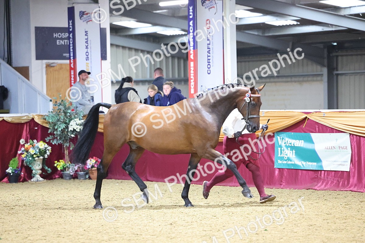 SBM_18812 - Class E IH Horse Champ
