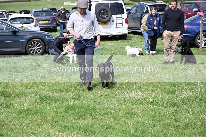 WJ6_9004 - Class 8 Best Working / Gun Dog or Bitch