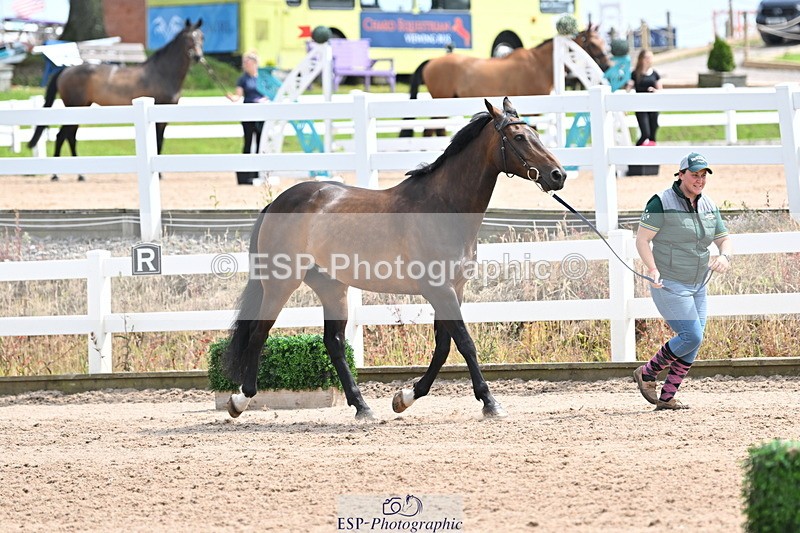 240717A-144211-02208 - Trot Up 2pm to 3pm - This folder is not in time order