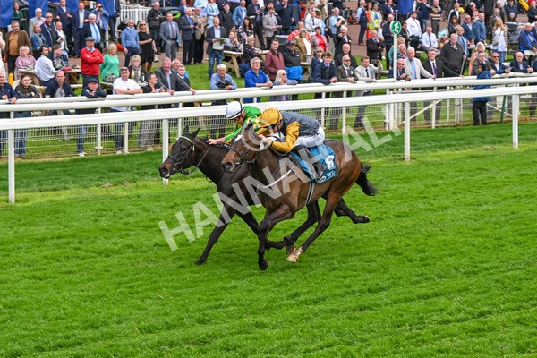 150524-Race 6-Shadow Army-4584 - Race 6 4.45pm British Stallion Studs EBF Novice Stakes