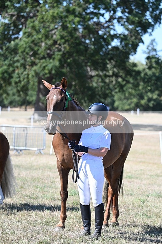WJ7_1701 - Class 42 Most Handsome Gelding