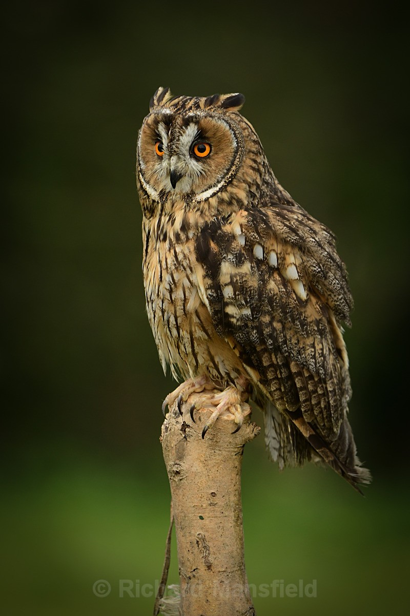  - West of England Falconry