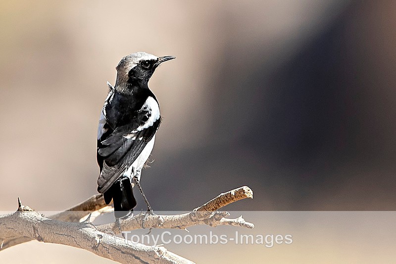 Mountain Wheatear - The Hoanib