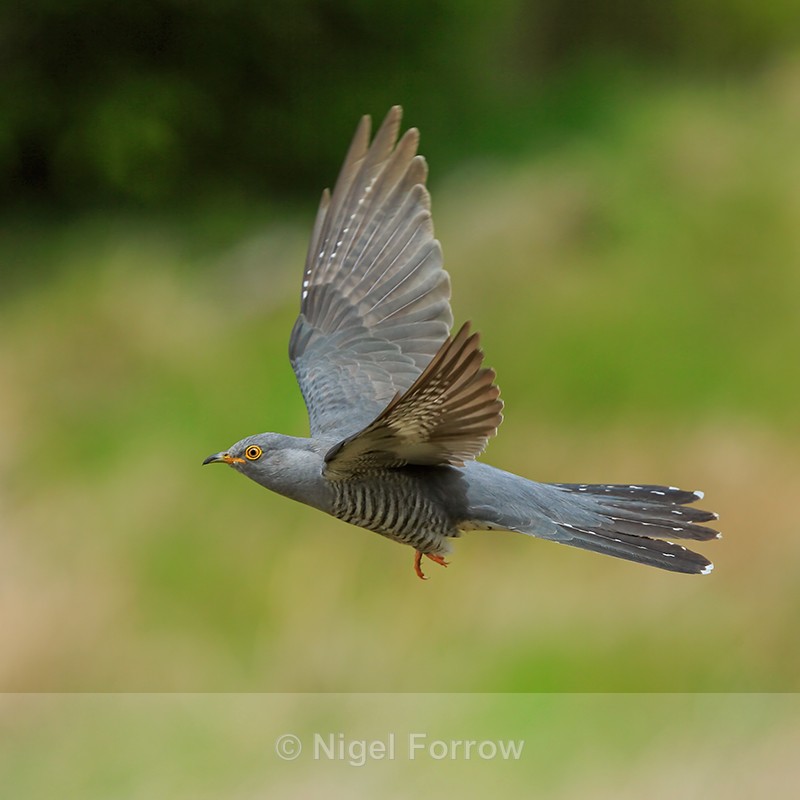 Cuckoo (male) in flight, Scotland - Cuckoo