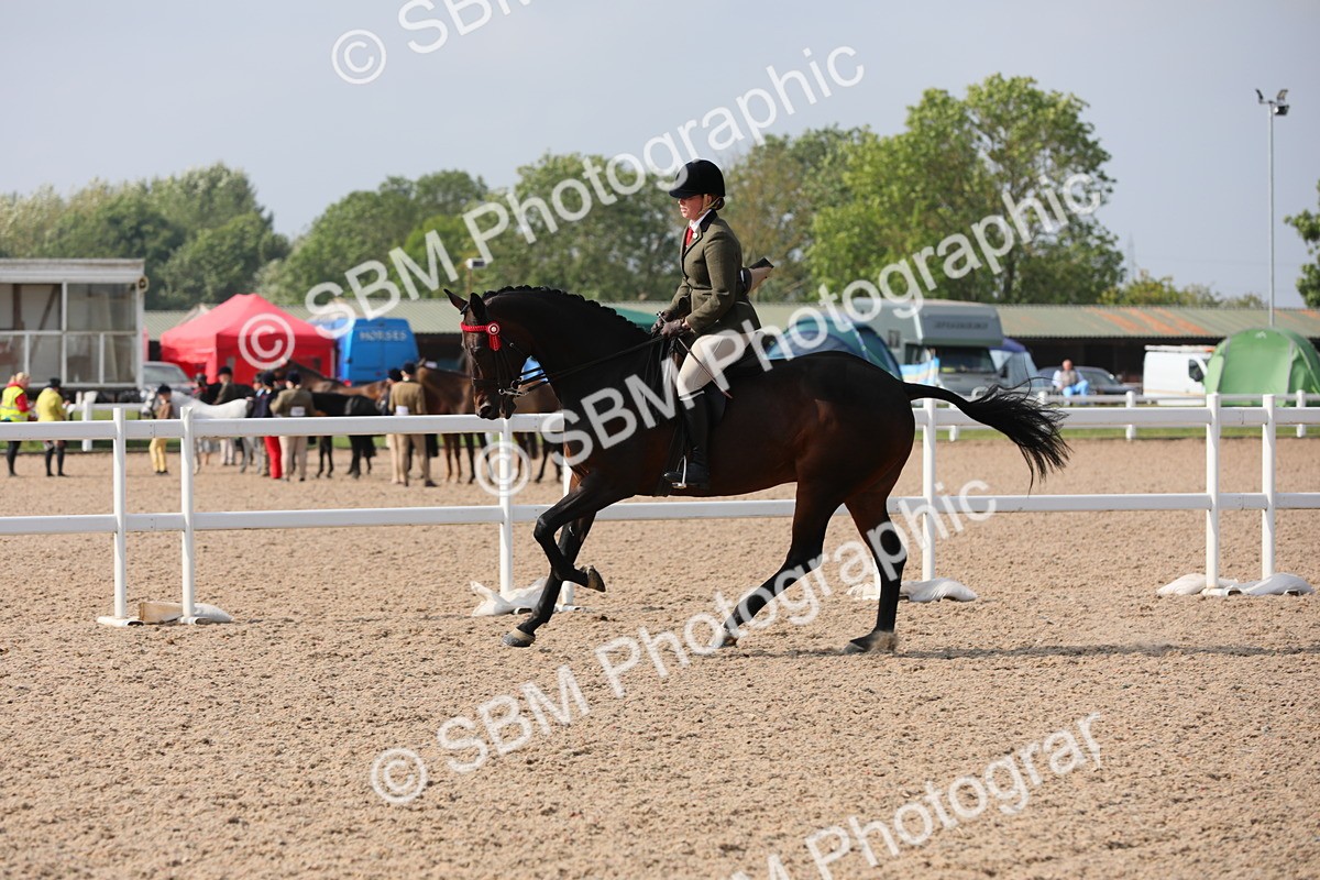 SBM_11392 - Class 305 Ridden Foreign Breeds- Pure Bred