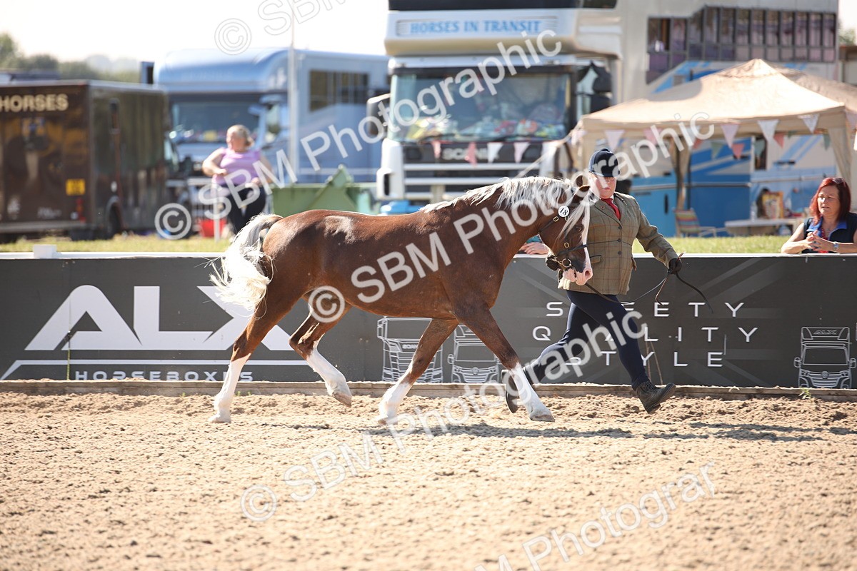 SBM_02700 - Class 16 IH M&M Wildcard