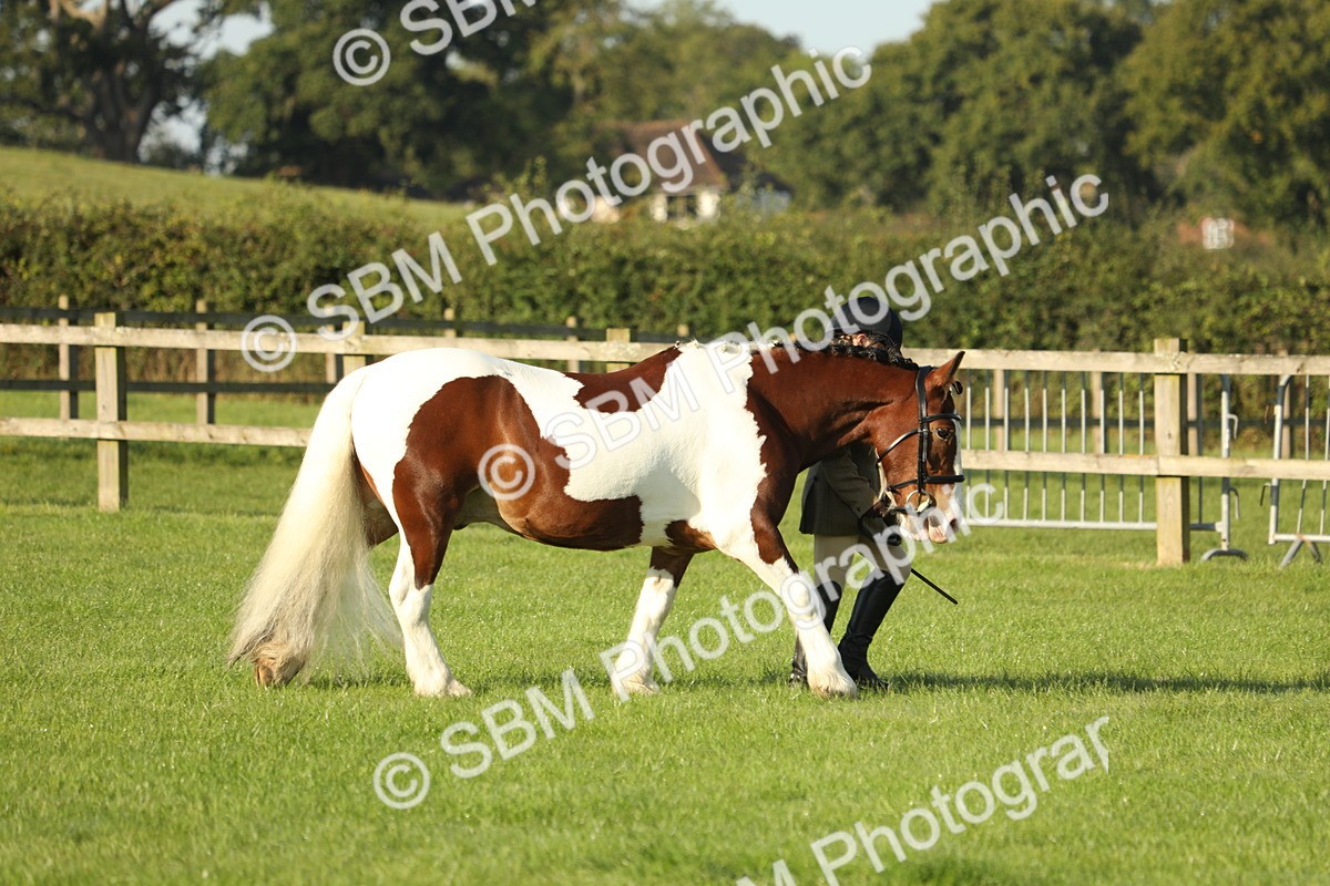 SBM_60815 - S43 - Coloured Pony In Hand
