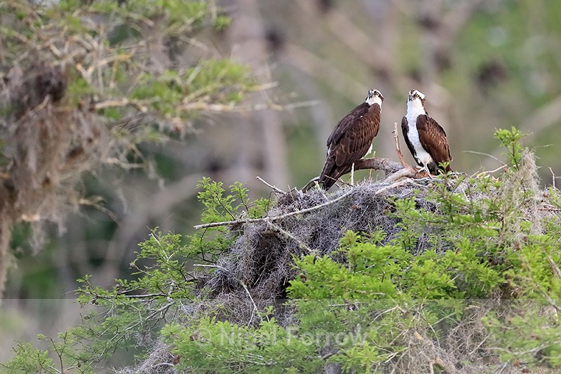 Ospreys at nest early morning, Blue Cypress Lake, Florida - Osprey