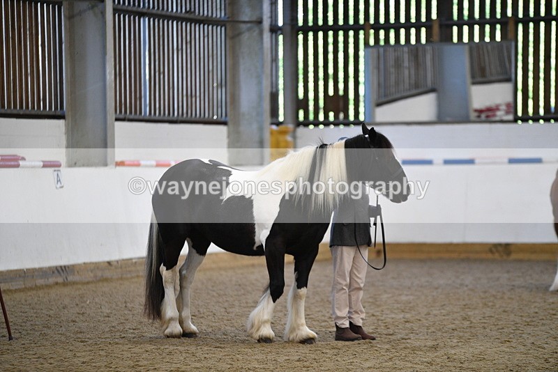 WJ5_5458 - Class 8 In hand cob