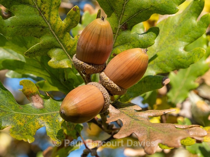 Common Oak (Quercus robur). - Autumn Colours 2020