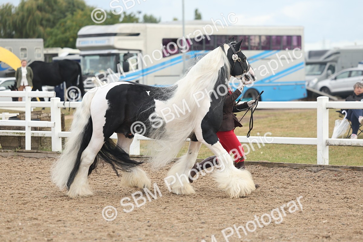 SBM_08497 - Class 29 - IH Veteran Pony