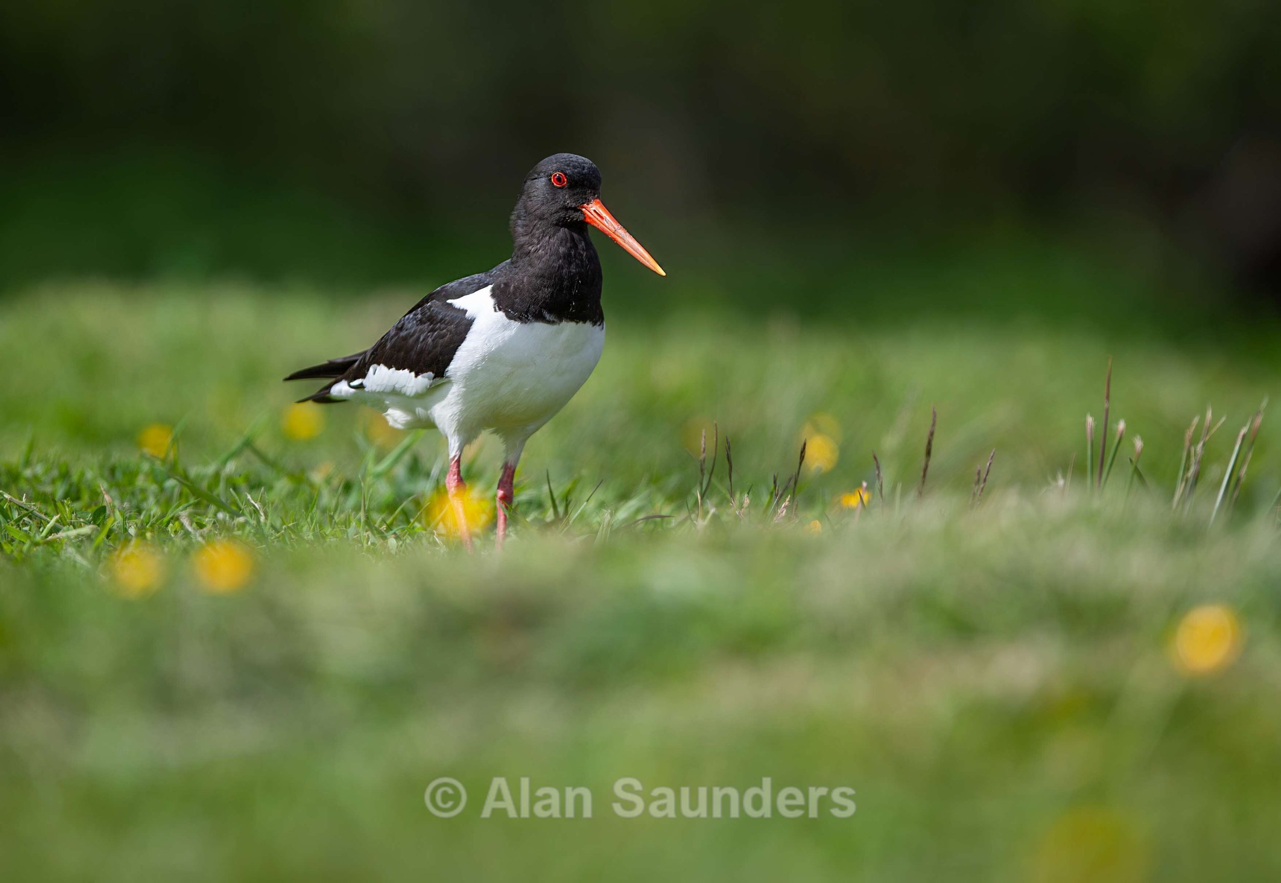 Oystercatcher 14