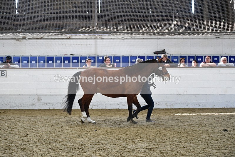 WJ5_4522 - Class 3 Part Bred In hand